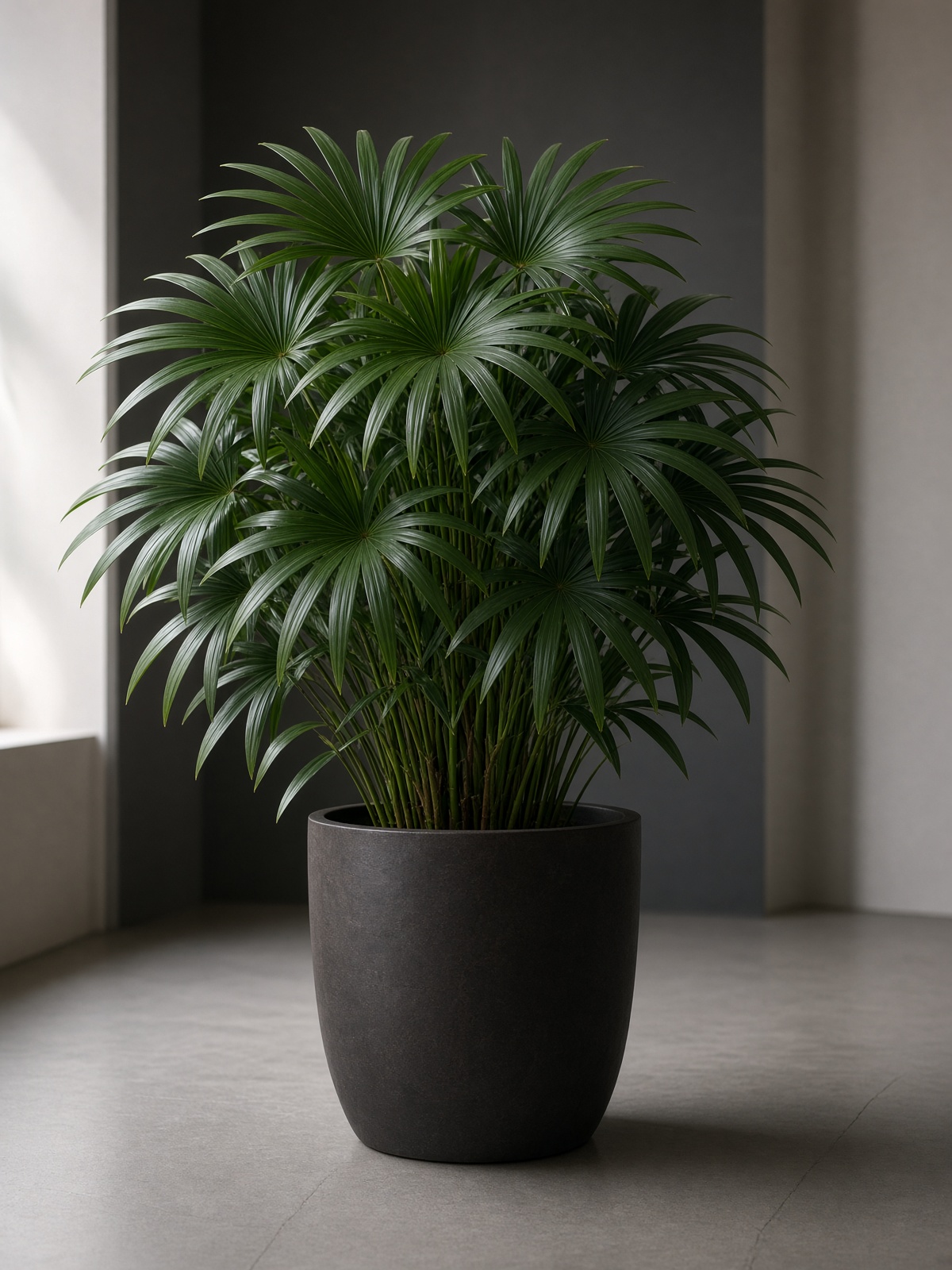Rhapis