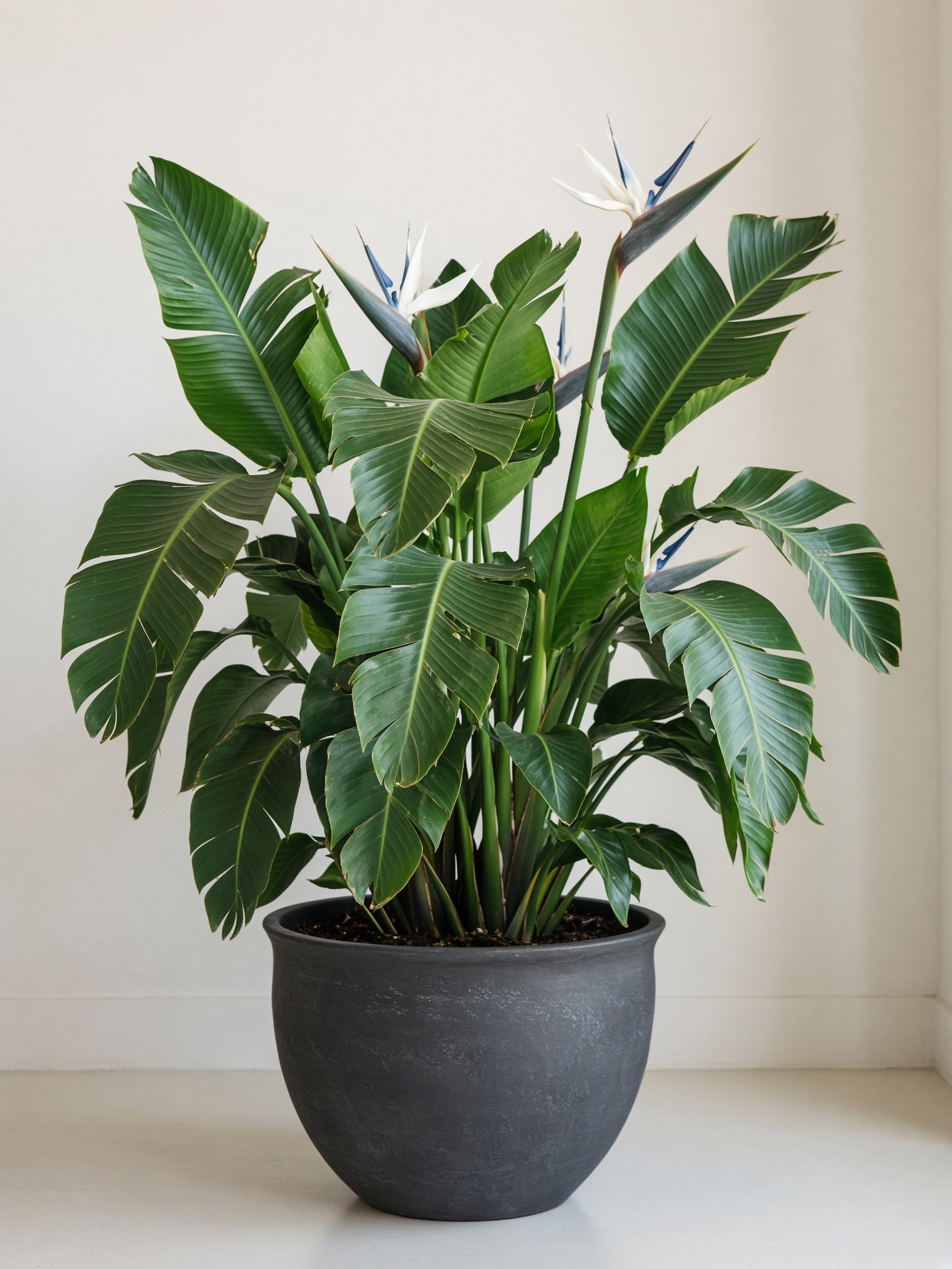 Strelitzia